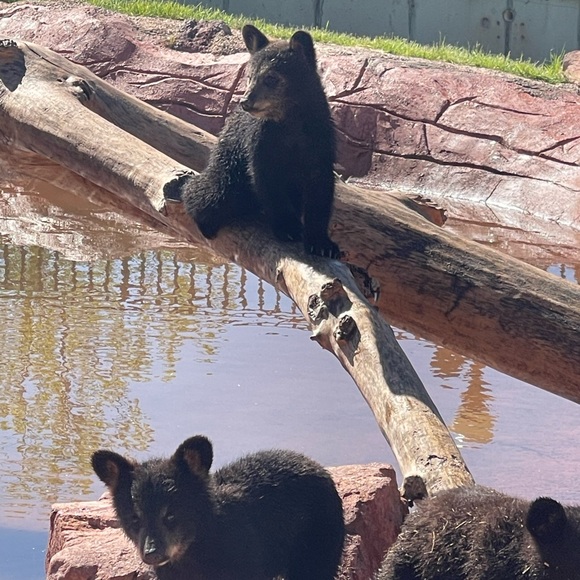 Meet your Posher, Derrica - Picture 1 of 1